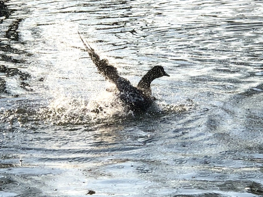 IMG_2860.jpg?type=w966