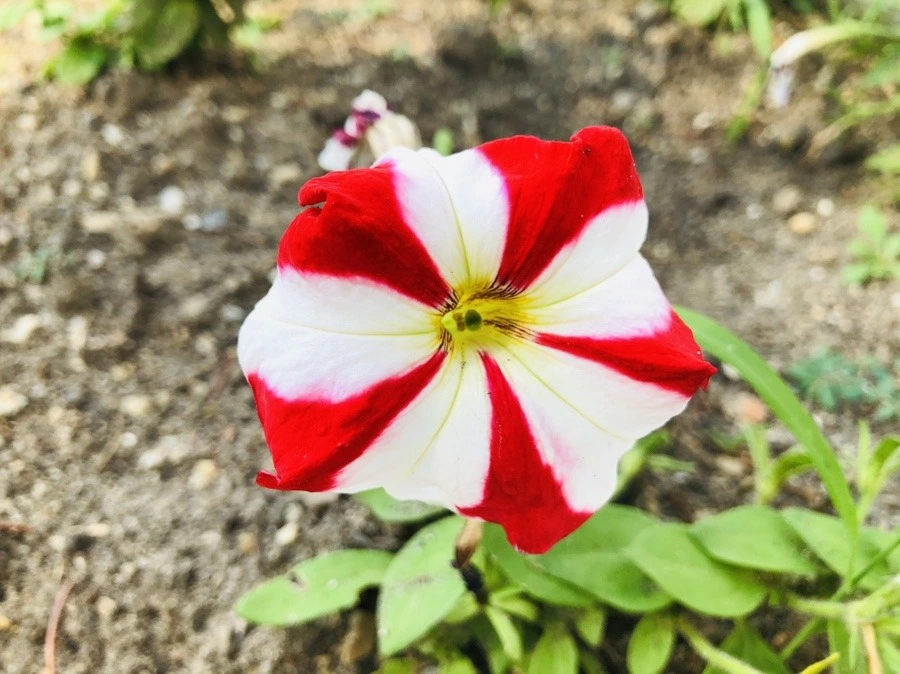 PdVXNkAyN8tEjjdLogzZINQehCg