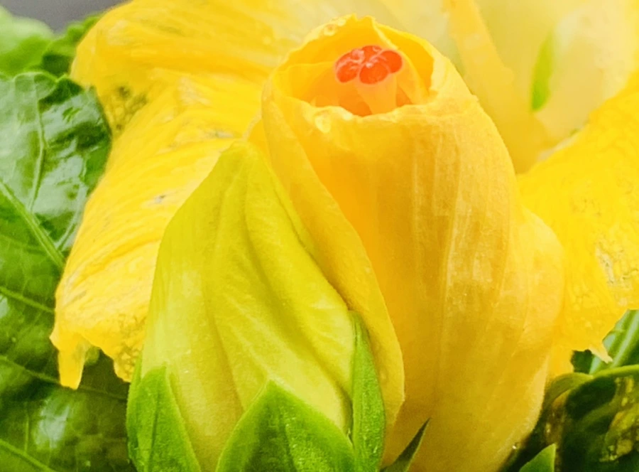 IMG_0232.jpg?type=w966