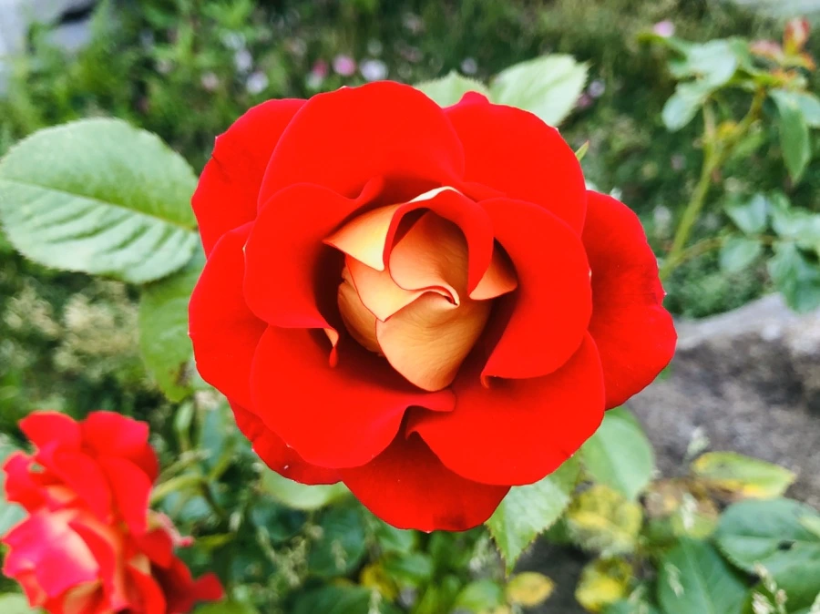 IMG_8700.jpg?type=w966