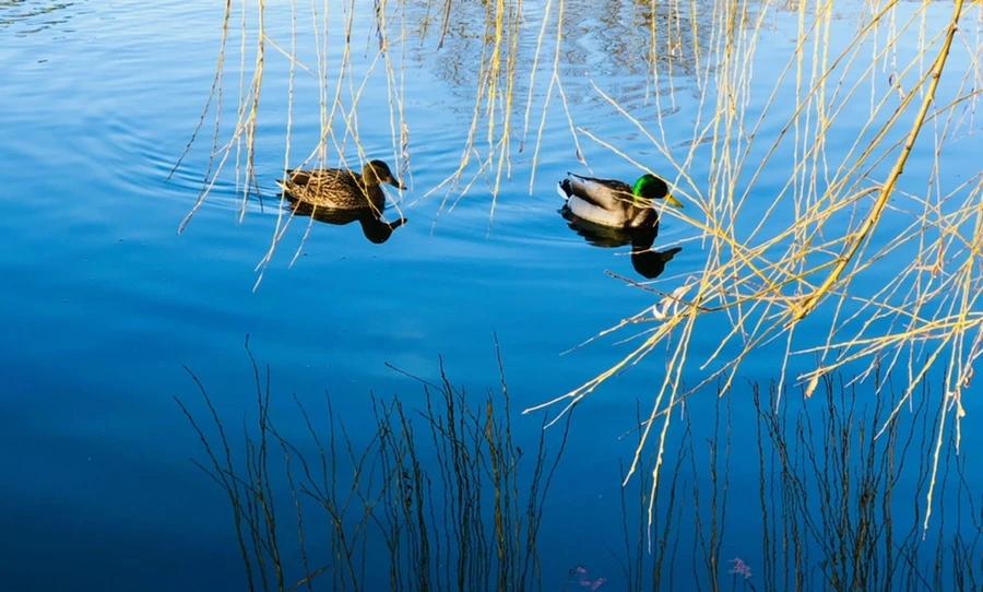 IMG_4265.jpg?type=w966