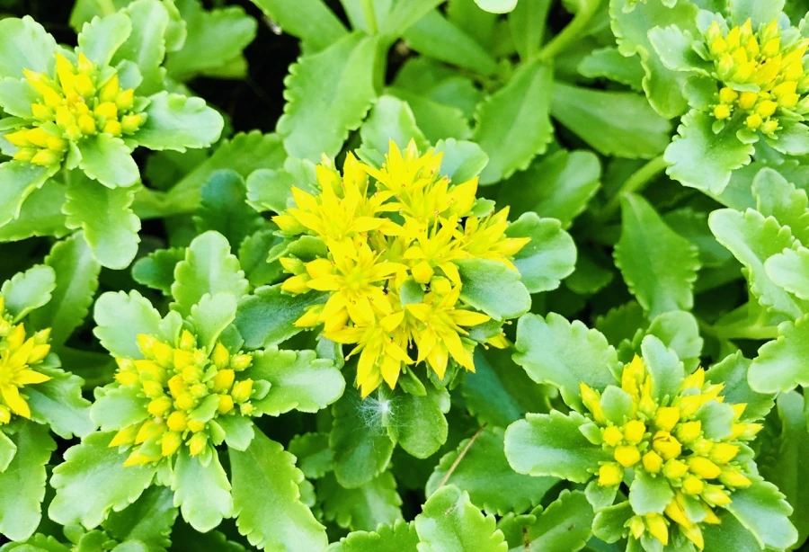 IMG_8388.jpg?type=w966