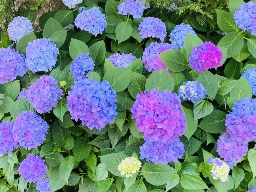 IMG_4791.jpg?type=w966