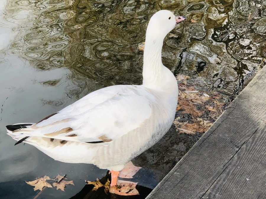 IMG_3528.jpg?type=w966