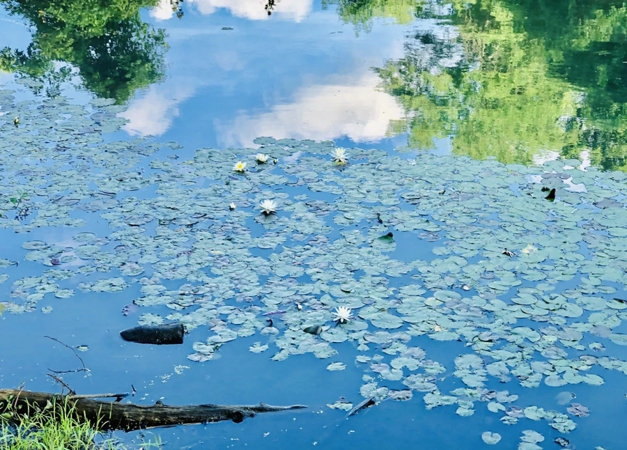 IMG_9865.jpg?type=w966