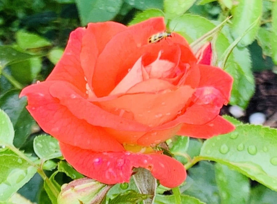 IMG_0972.jpg?type=w966