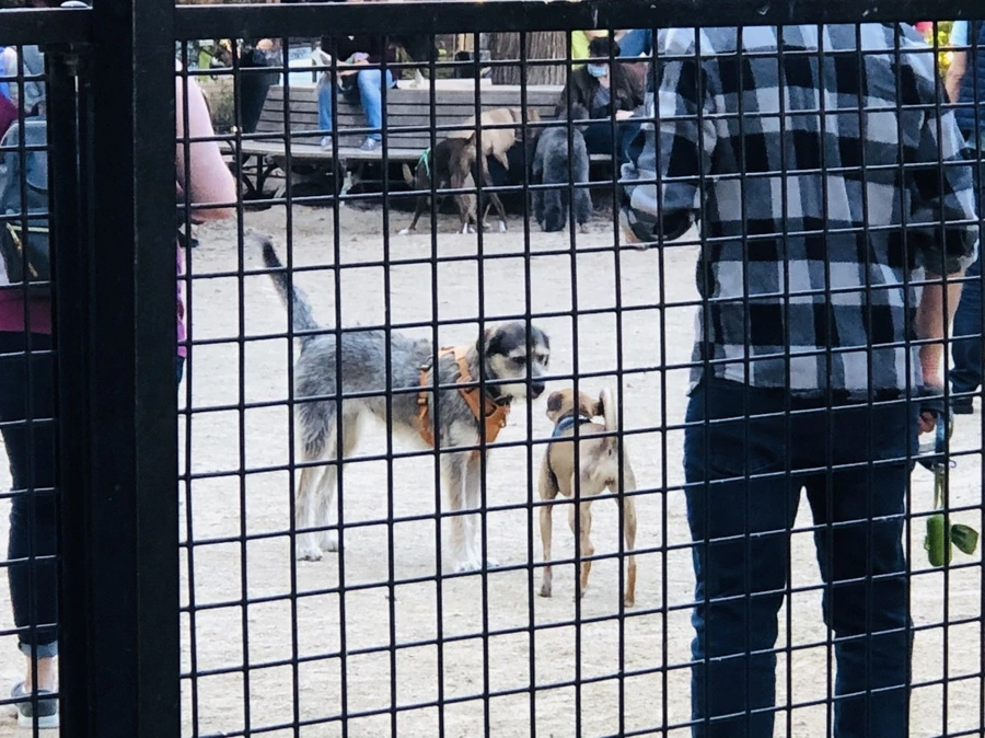 IMG_4041.jpg?type=w966