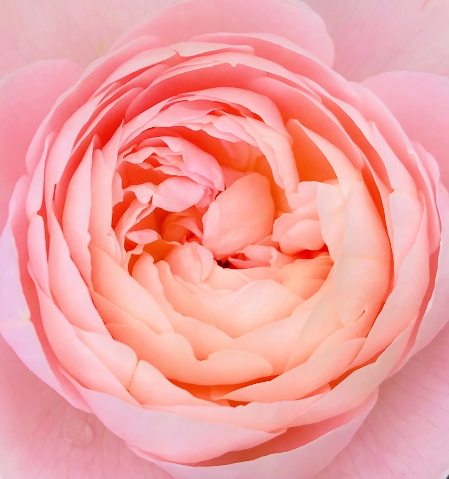 IMG_5893.jpg?type=w966