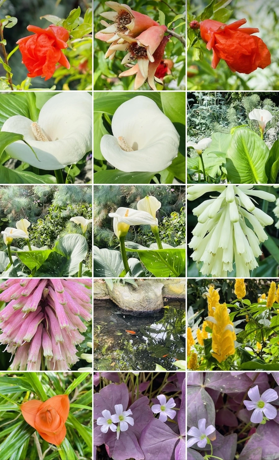 IMG_5415.jpg?type=w966