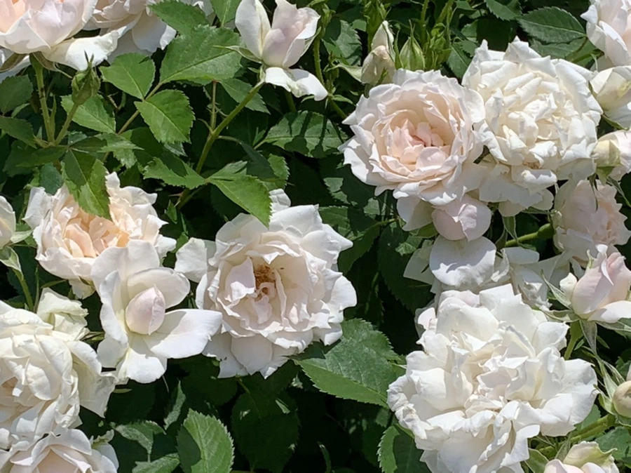 IMG_8460.jpg?type=w966