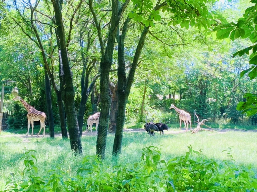 IMG_4228.jpg?type=w966