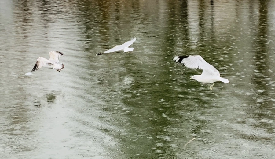 IMG_2137.jpg?type=w966