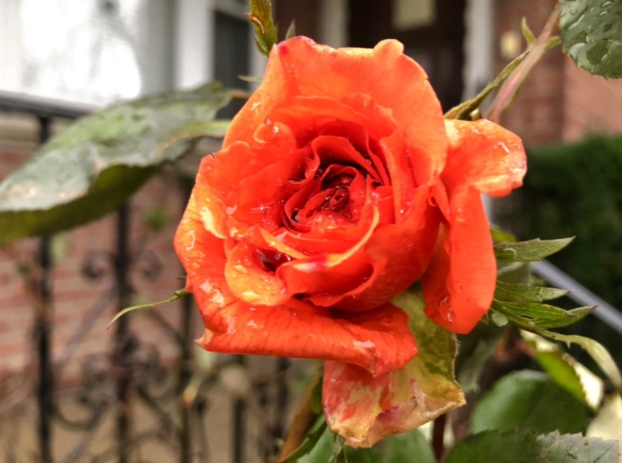 IMG_8099.jpg?type=w966