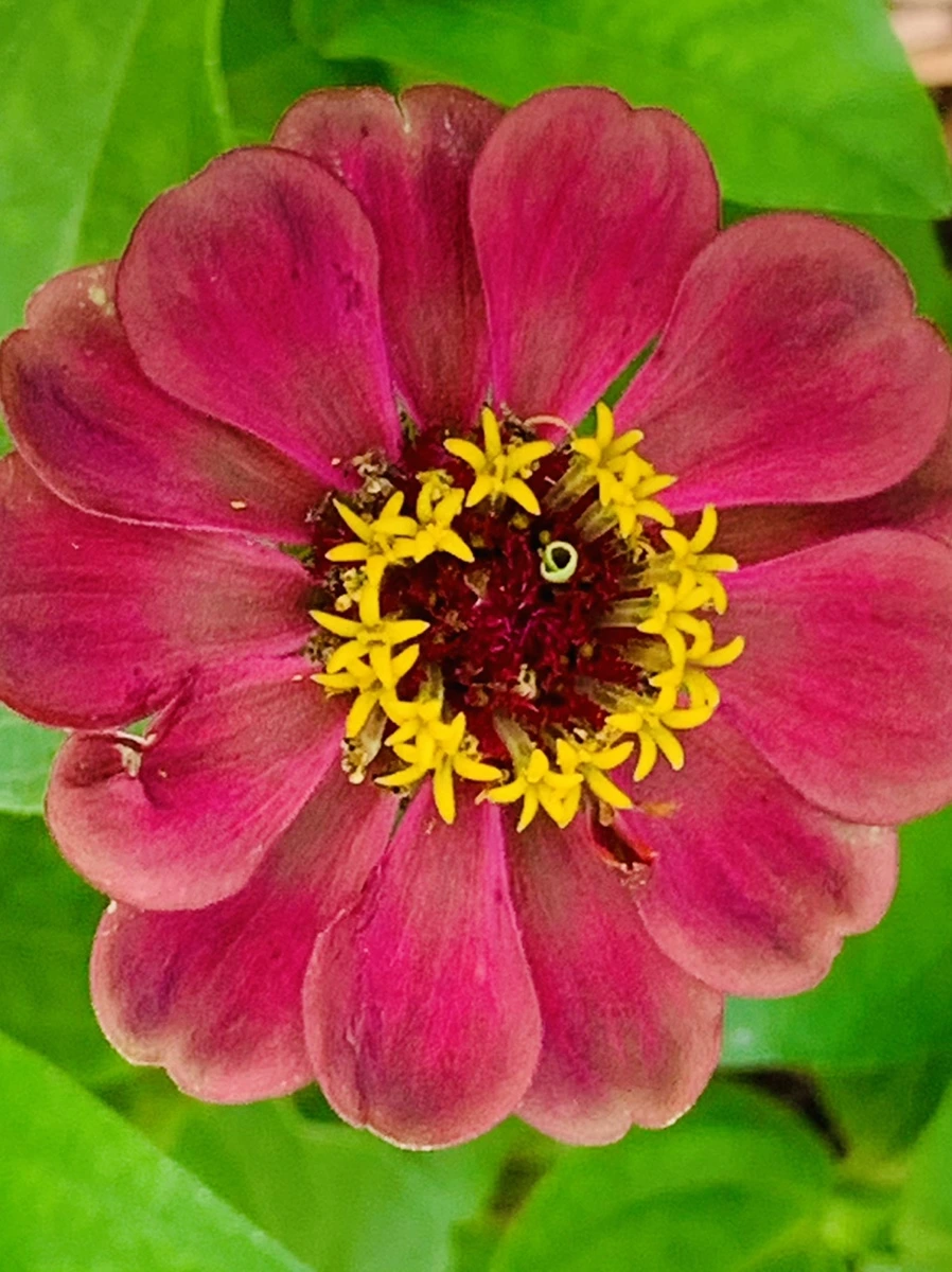 IMG_0484.jpg?type=w966