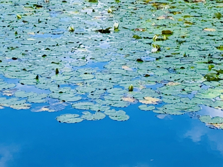 IMG_9310.jpg?type=w966