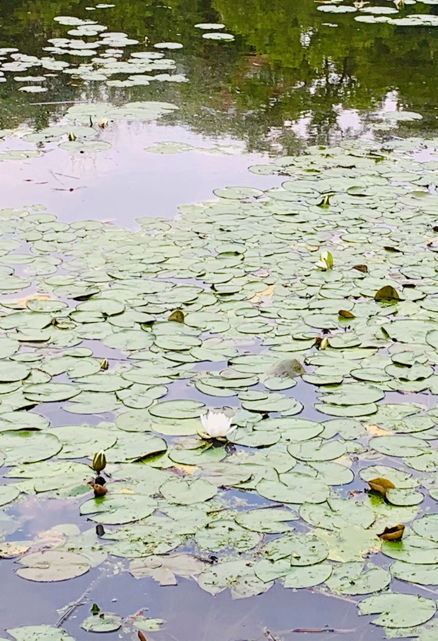 IMG_1496.jpg?type=w966