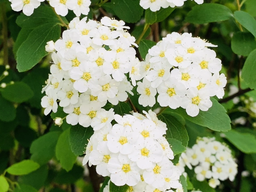 IMG_8934.jpg?type=w966