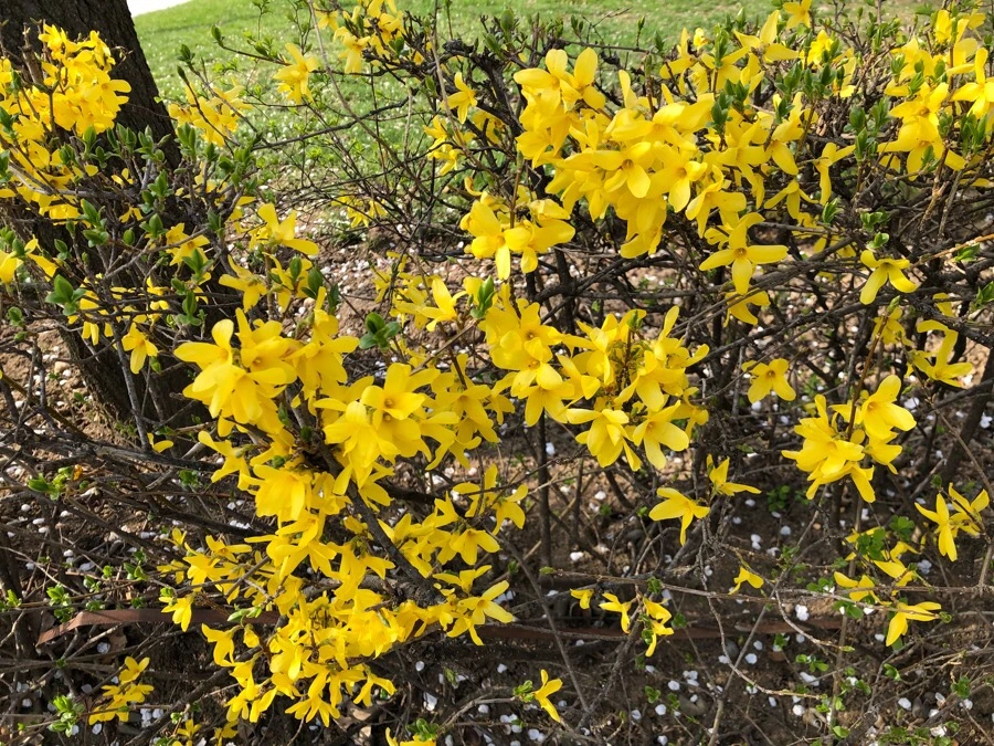 IMG_4426.jpg?type=w966