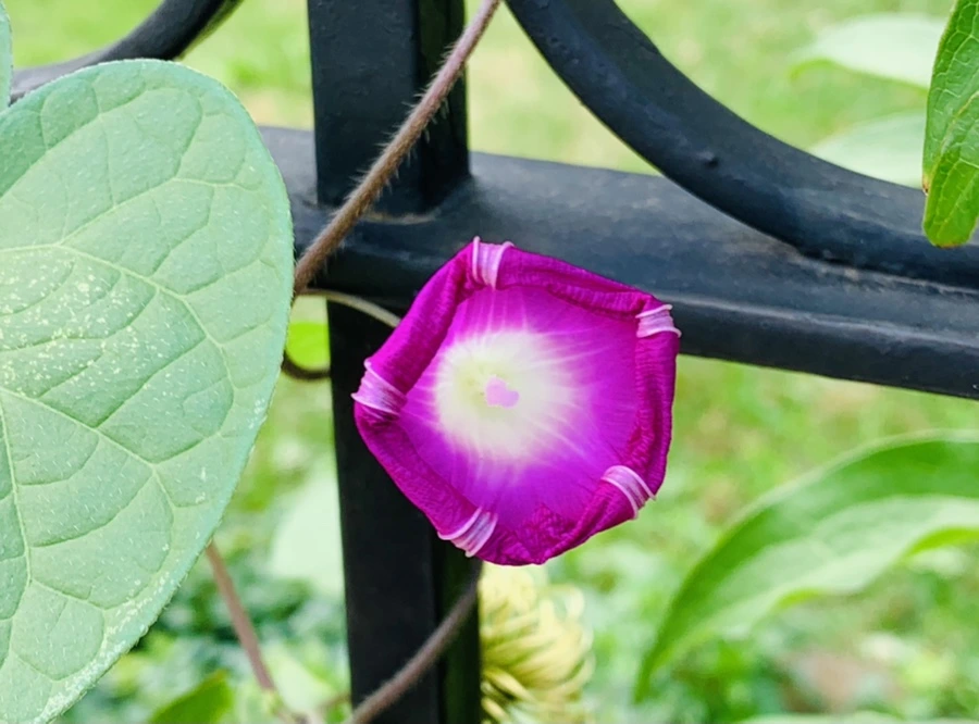 IMG_0670.jpg?type=w966