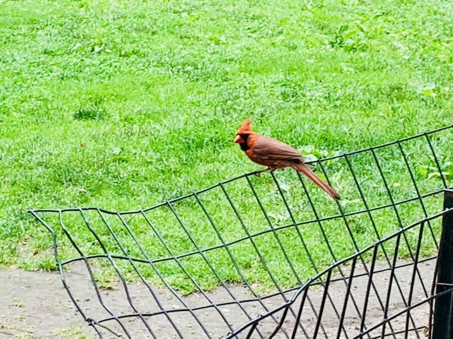 IMG_9911.jpg?type=w966