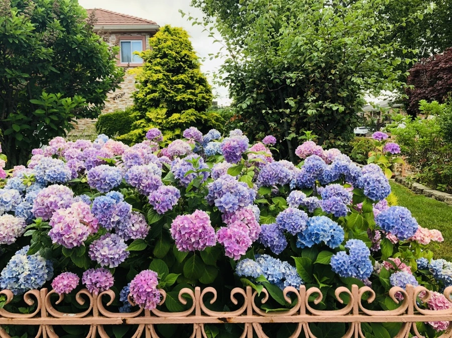 IMG_0867.jpg?type=w966