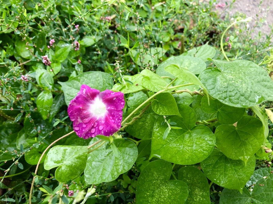 IMG_3338.jpg?type=w966