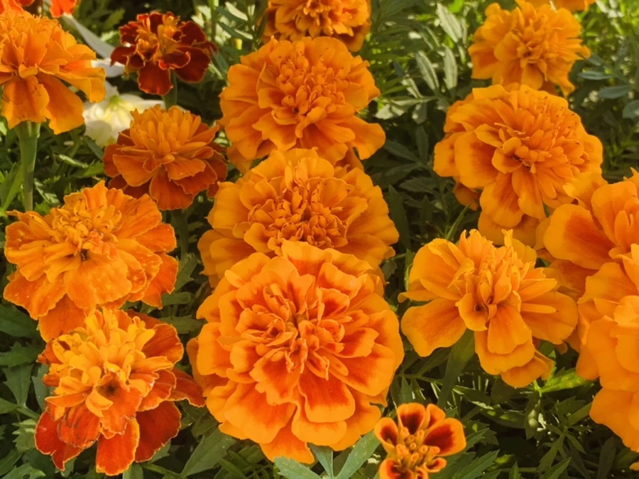 IMG_3976.jpg?type=w966