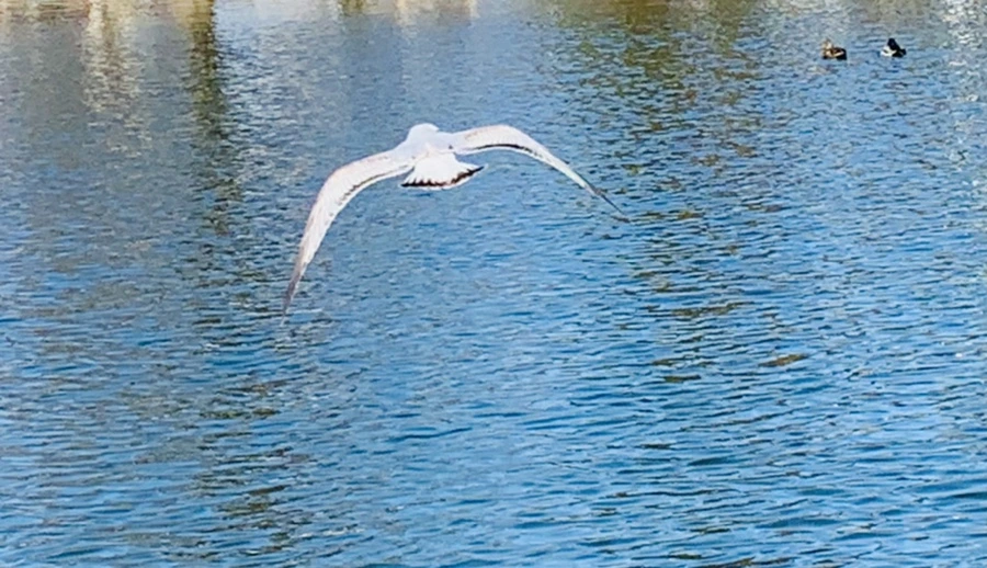 IMG_9361.jpg?type=w966