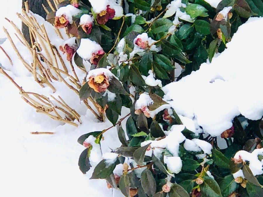 IMG_9095.jpg?type=w966