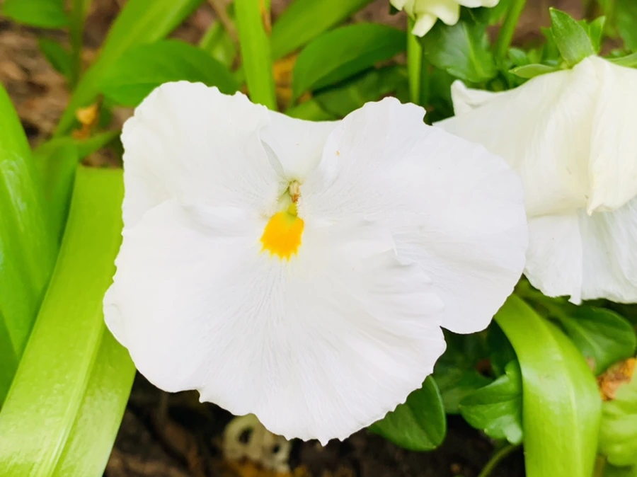 IMG_9033.jpg?type=w966