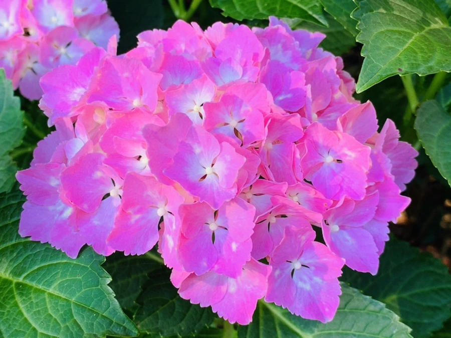 IMG_8239.jpg?type=w966