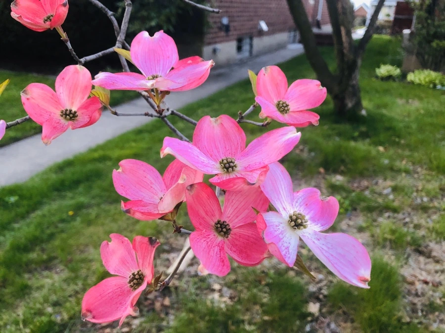 IMG_7169.jpg?type=w966