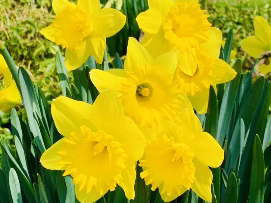 IMG_4265.jpg?type=w966