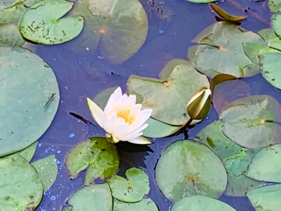 IMG_8268.jpg?type=w966