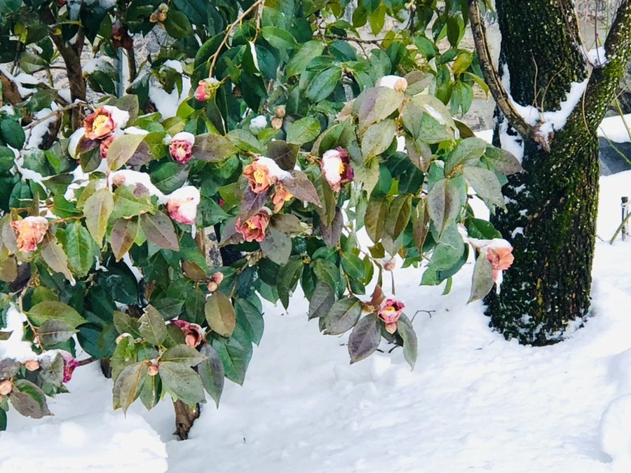 IMG_9082.jpg?type=w966