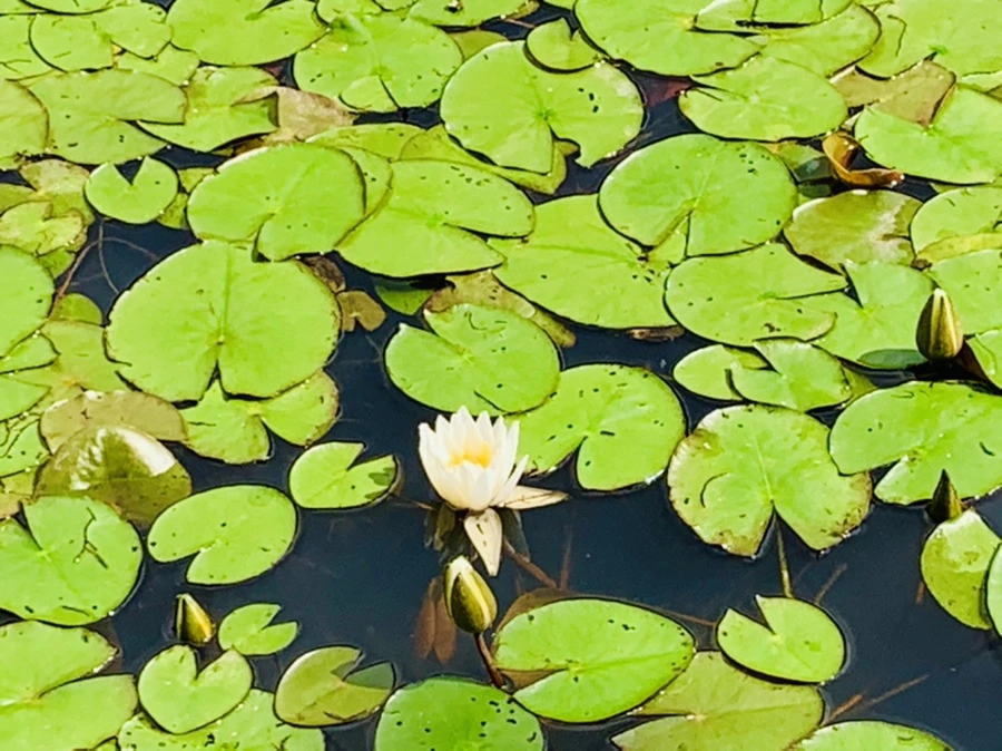 IMG_0691.jpg?type=w966