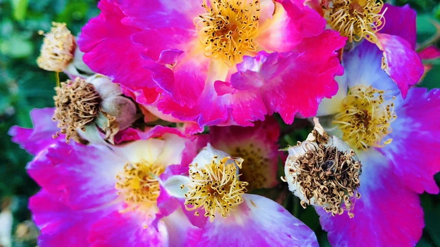 IMG_9647.jpg?type=w966