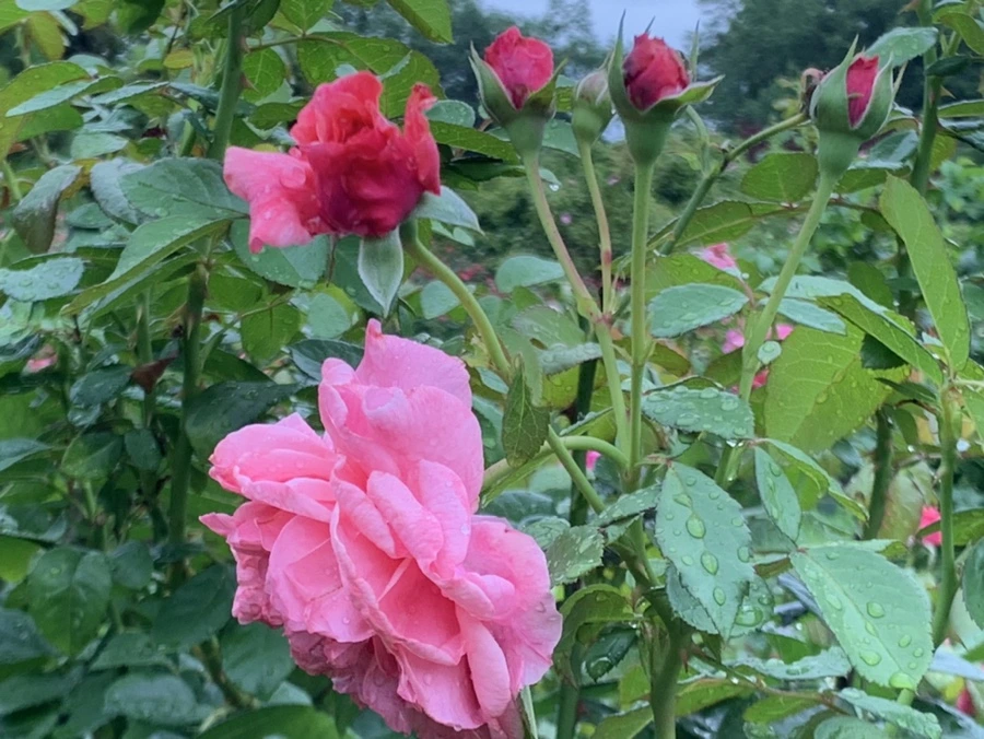 IMG_0915.jpg?type=w966