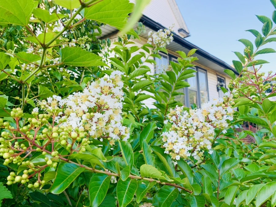 IMG_0956.jpg?type=w966