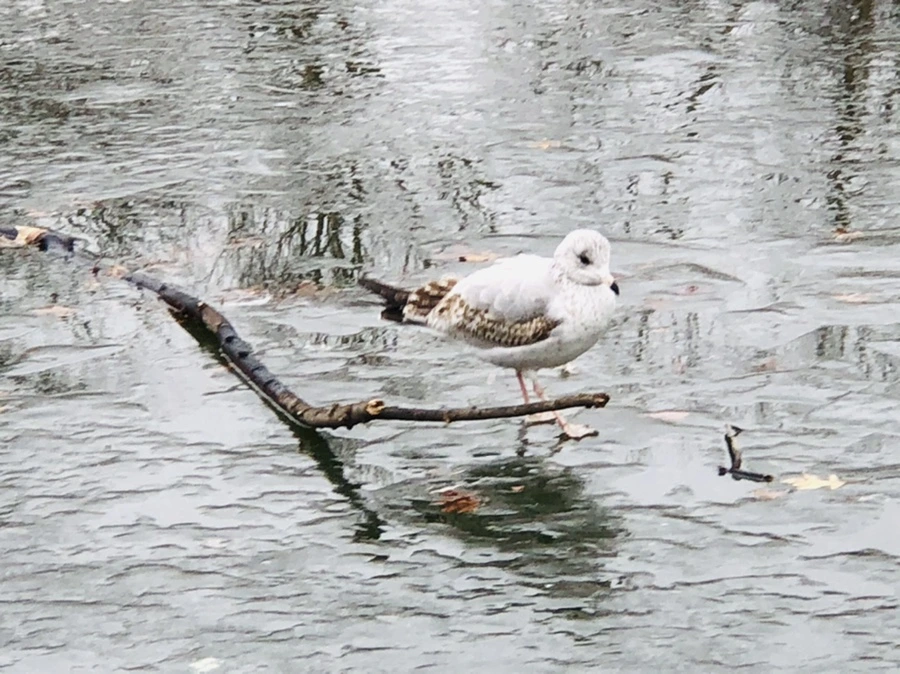 IMG_3149.jpg?type=w966