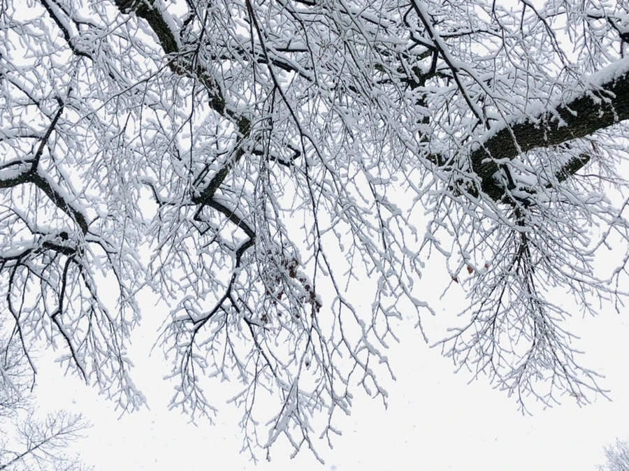 IMG_0978.jpg?type=w966