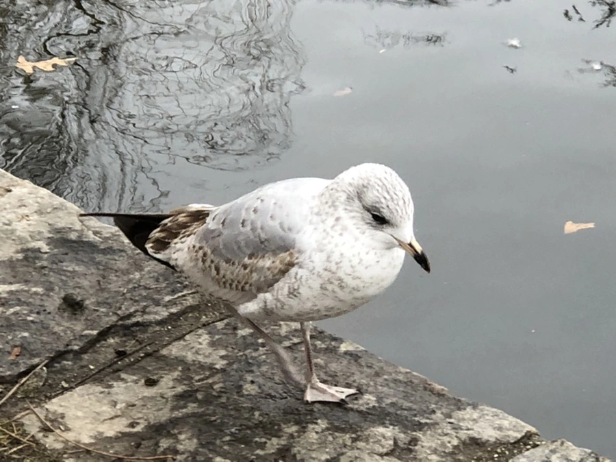 IMG_6460.jpg?type=w966