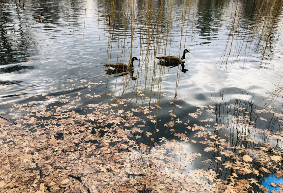 IMG_3956.jpg?type=w966