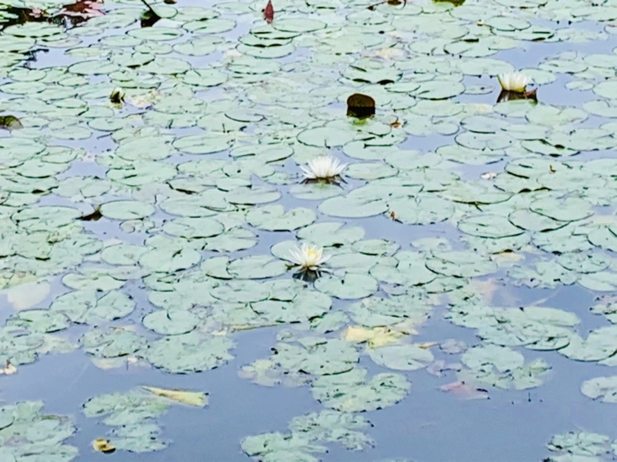 IMG_9141.jpg?type=w966