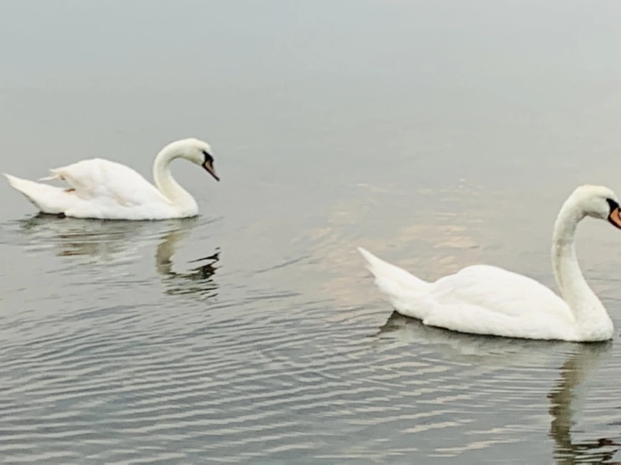 IMG_0316.jpg?type=w966