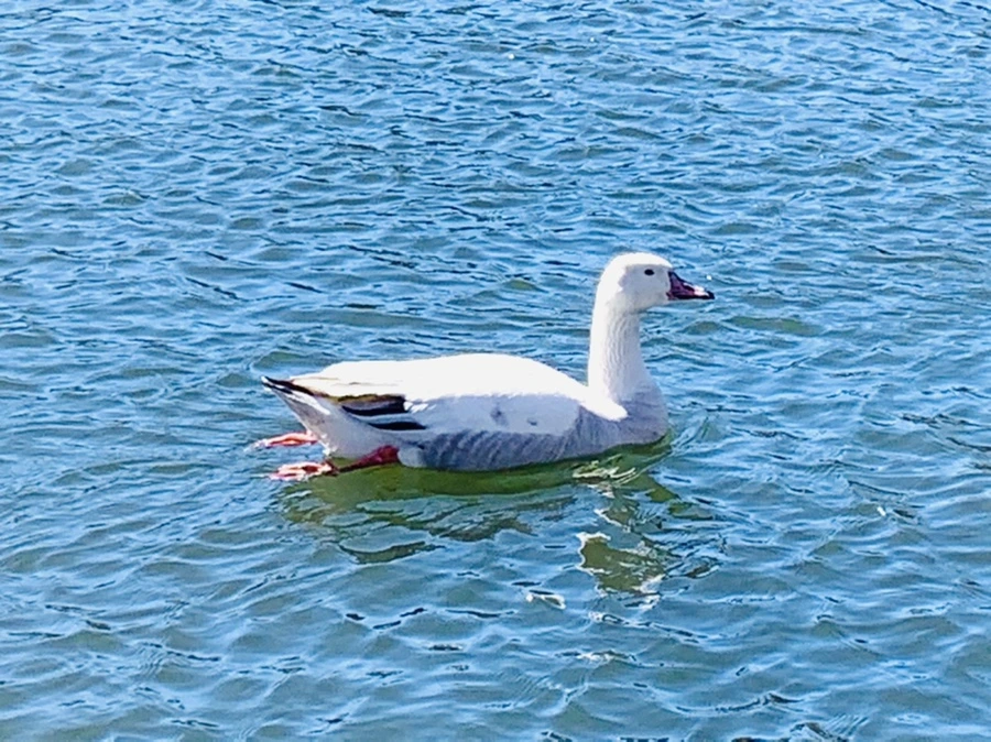 IMG_7607.jpg?type=w966