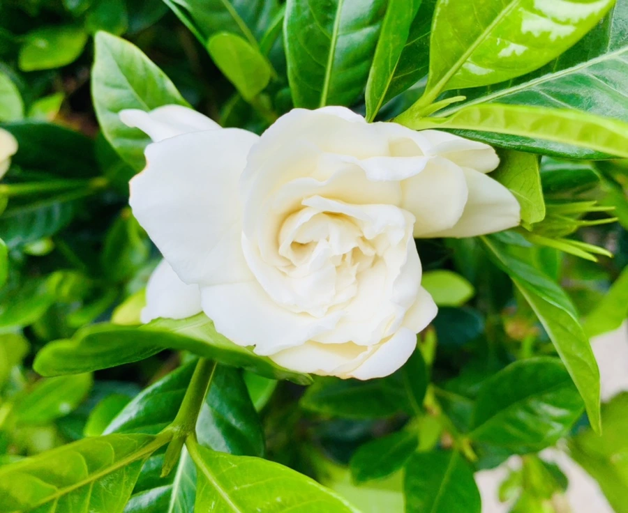 IMG_5393.jpg?type=w966