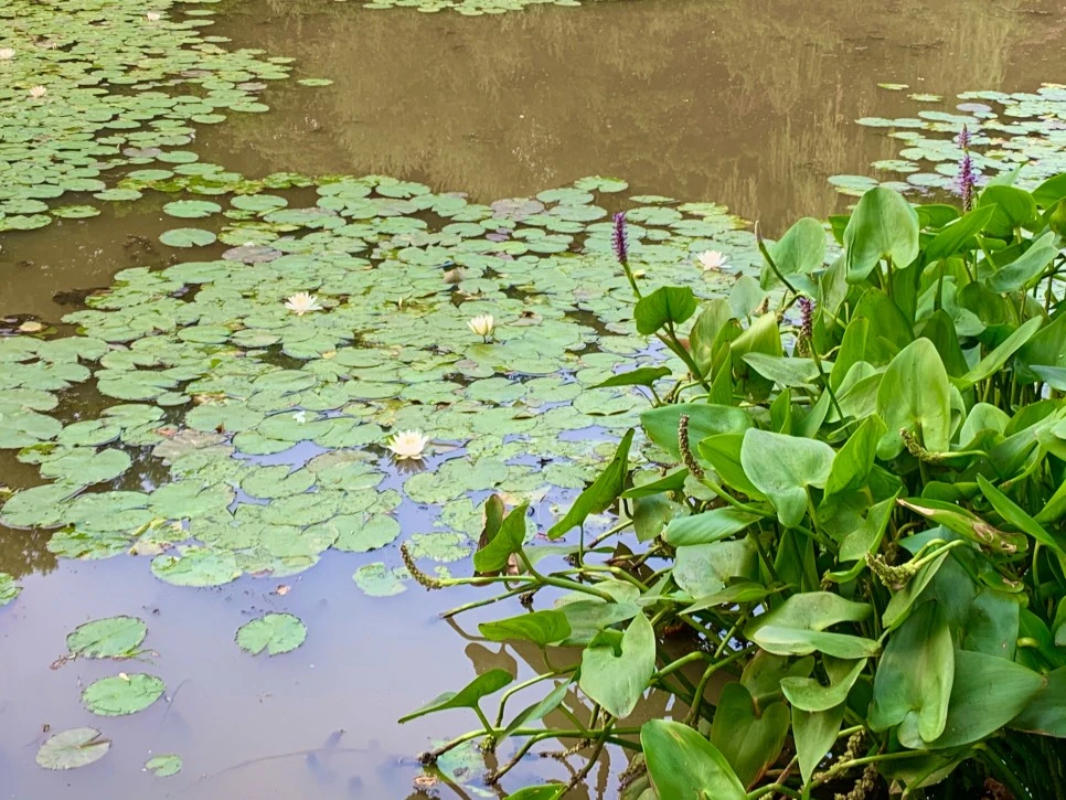 IMG_8614.jpg?type=w966