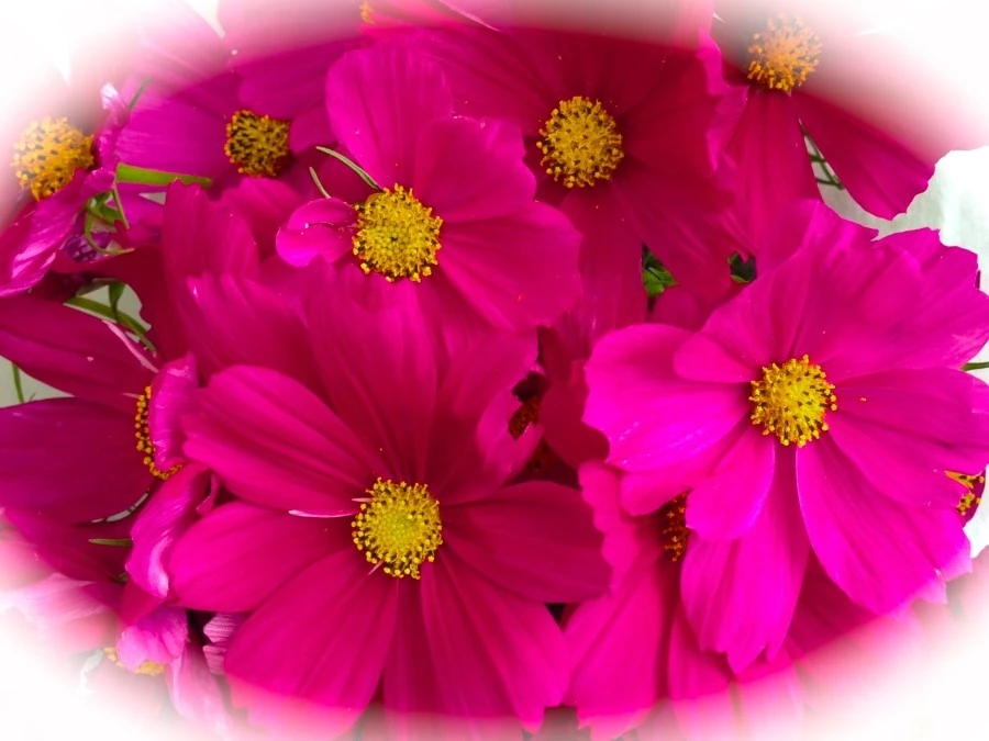 IMG_0763.JPG?type=w1