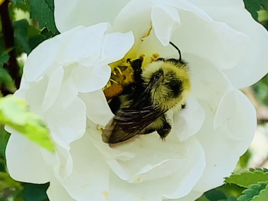 IMG_4347.jpg?type=w966